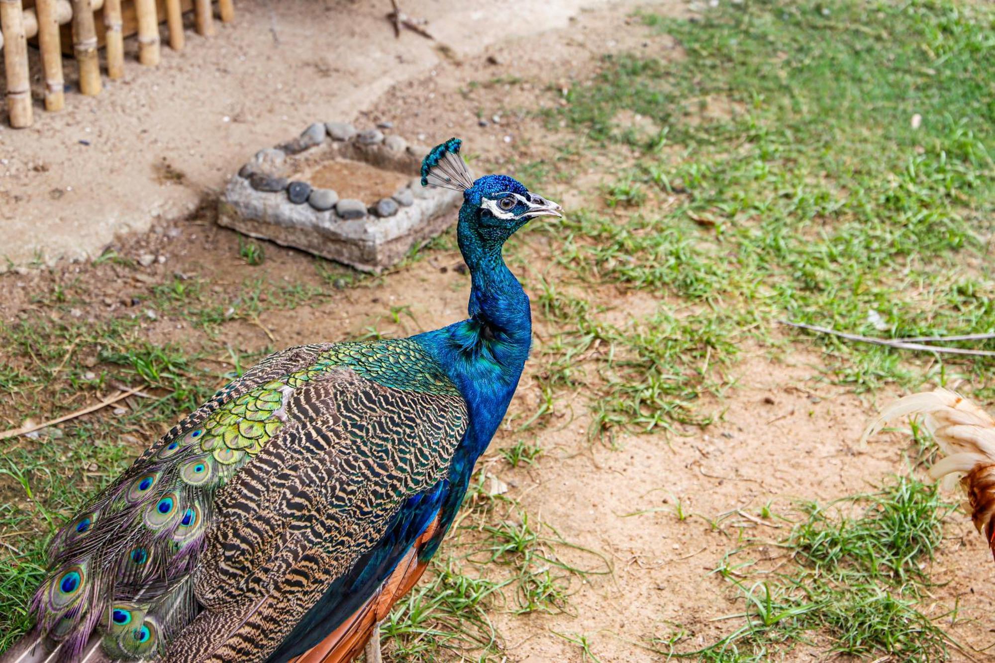 Melia Ho Tram Beach Resort Luaran gambar Peacock